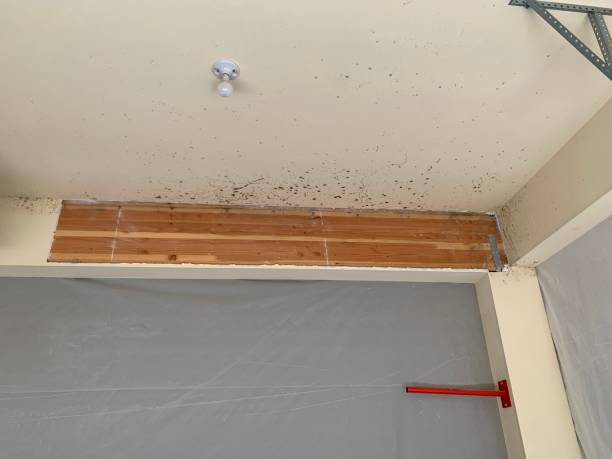 Best Comprehensive Air Testing for Mold Contaminants  in Flora, IL